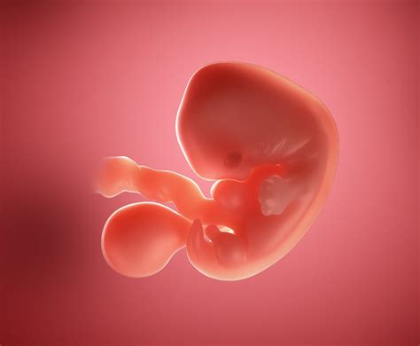 Weeks 5.